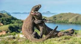 Komodo Adventure Tour (3D/2N)