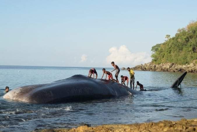Explore and Discover Lamalera Traditional Whaling village Tour in Lembata  (3D/2N)